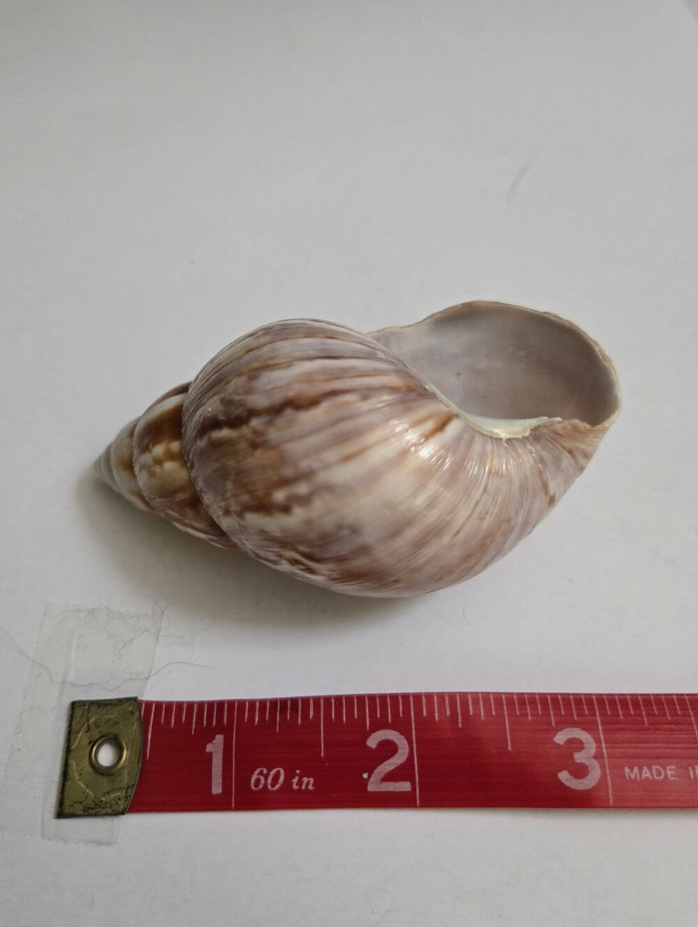 Set /3 Sea Shells - Picture 15 of 16